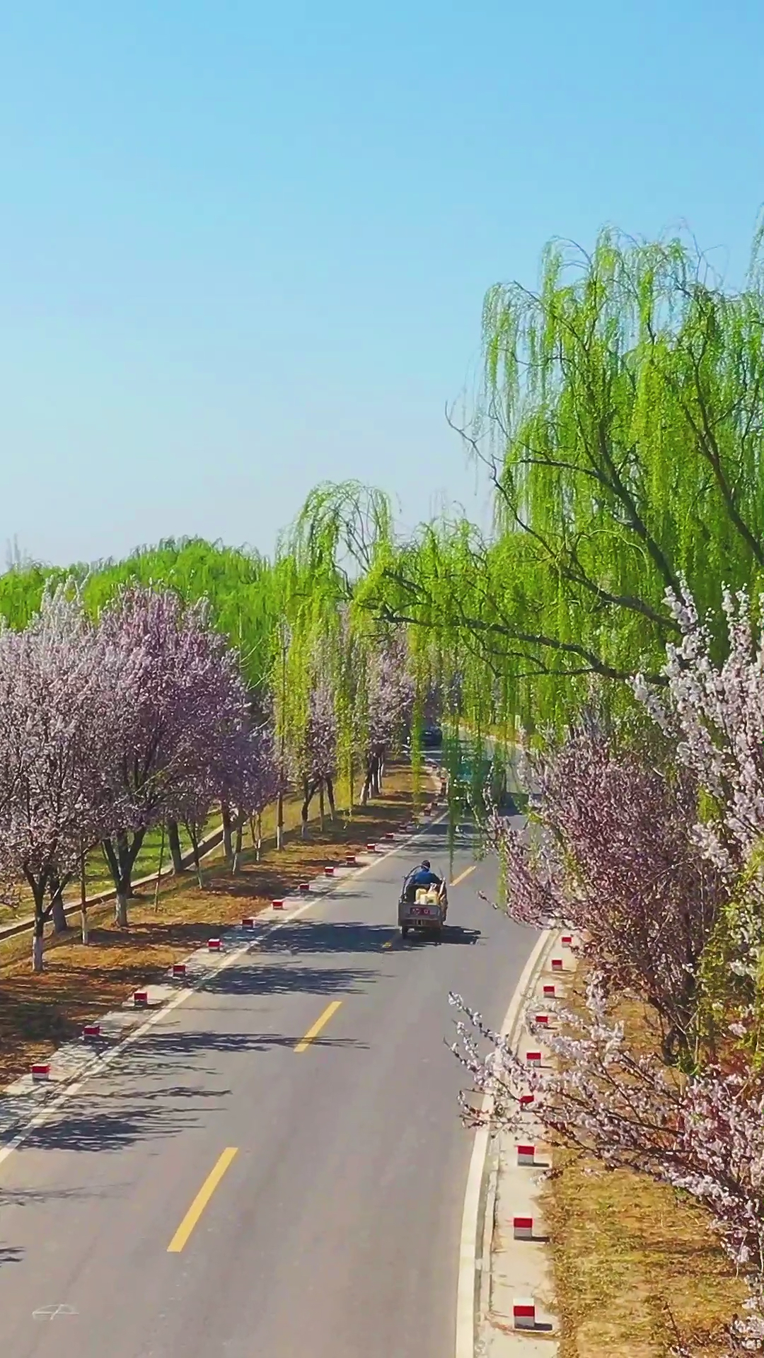 晒晒我家的春天#济南黄河大坝,春风十里樱花红