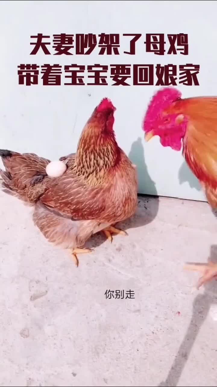 夫妻吵架了,母鸡要带着宝宝回娘家