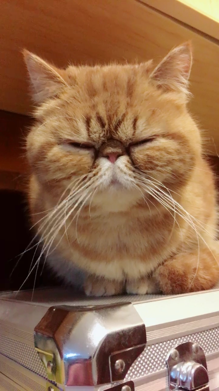 困的睁不开眼睛