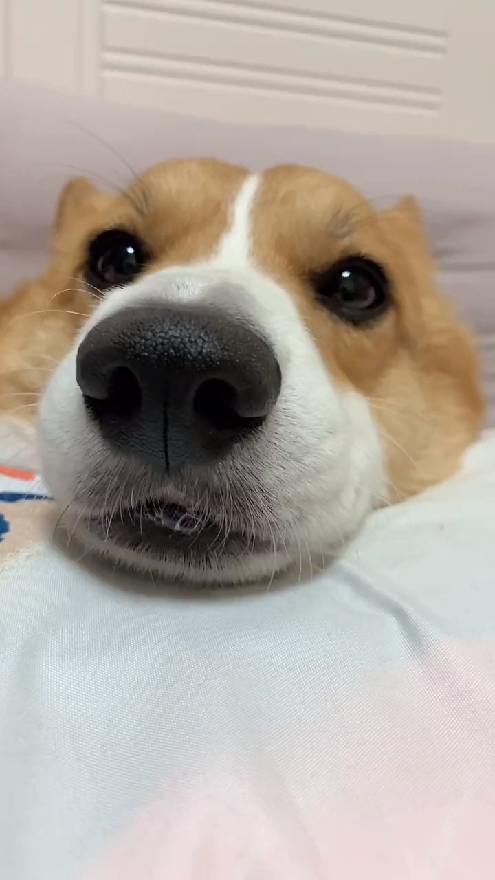 哈哈,人又人中,原来狗也有狗中