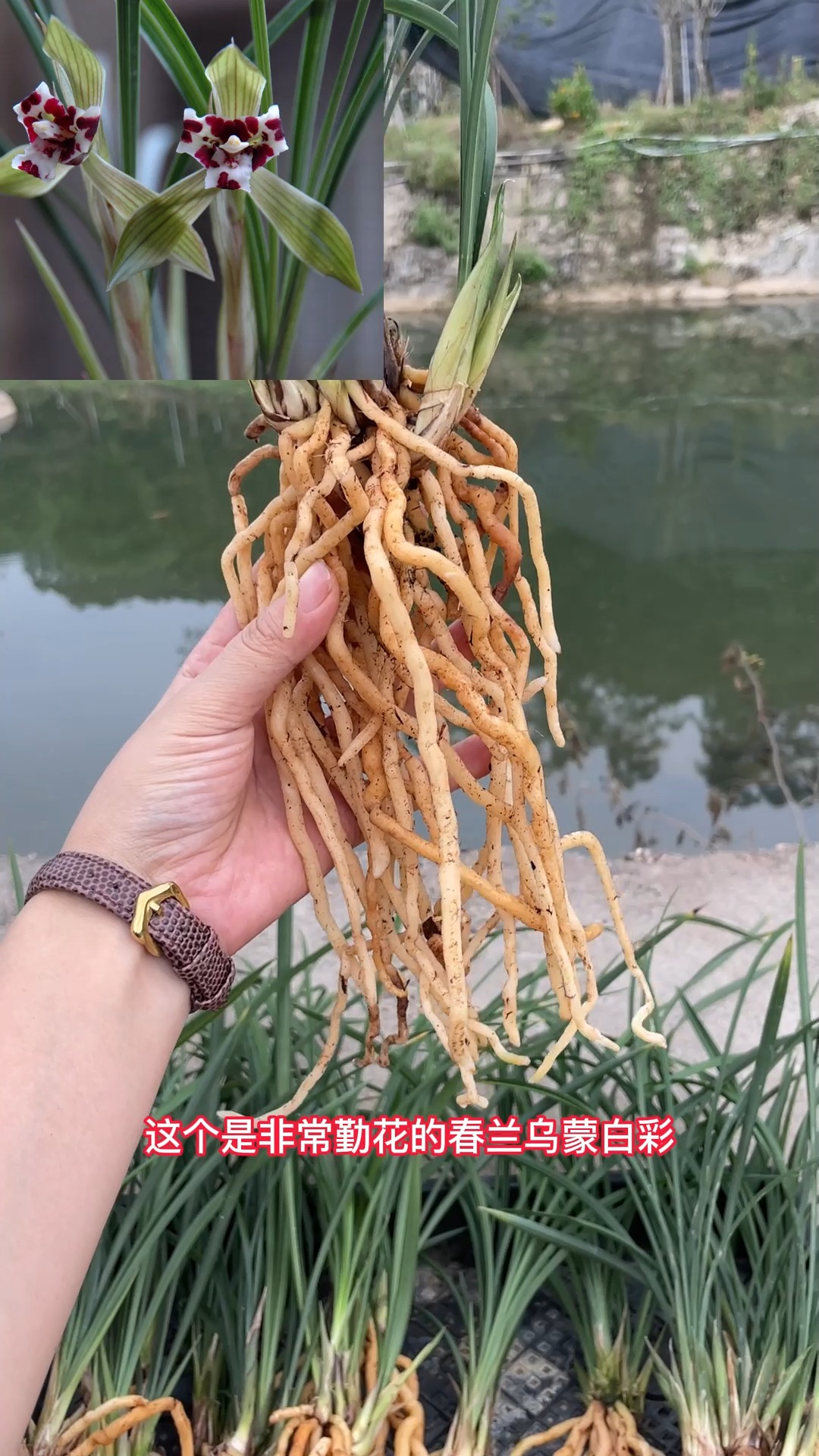 兰花#乌蒙白彩1999年贵州凯里曲靖选出,外三瓣收根放角,捧完全蝶化