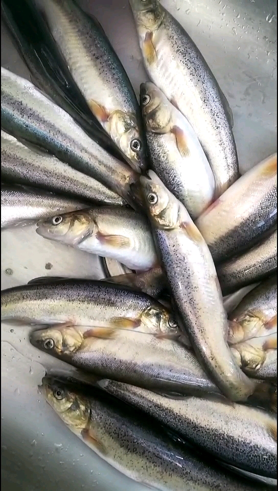 东北河鱼柳根,怎么样馋了吧