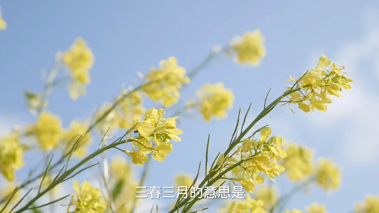 三春三月的意思是农历正月称孟春二月称仲春三月称季春