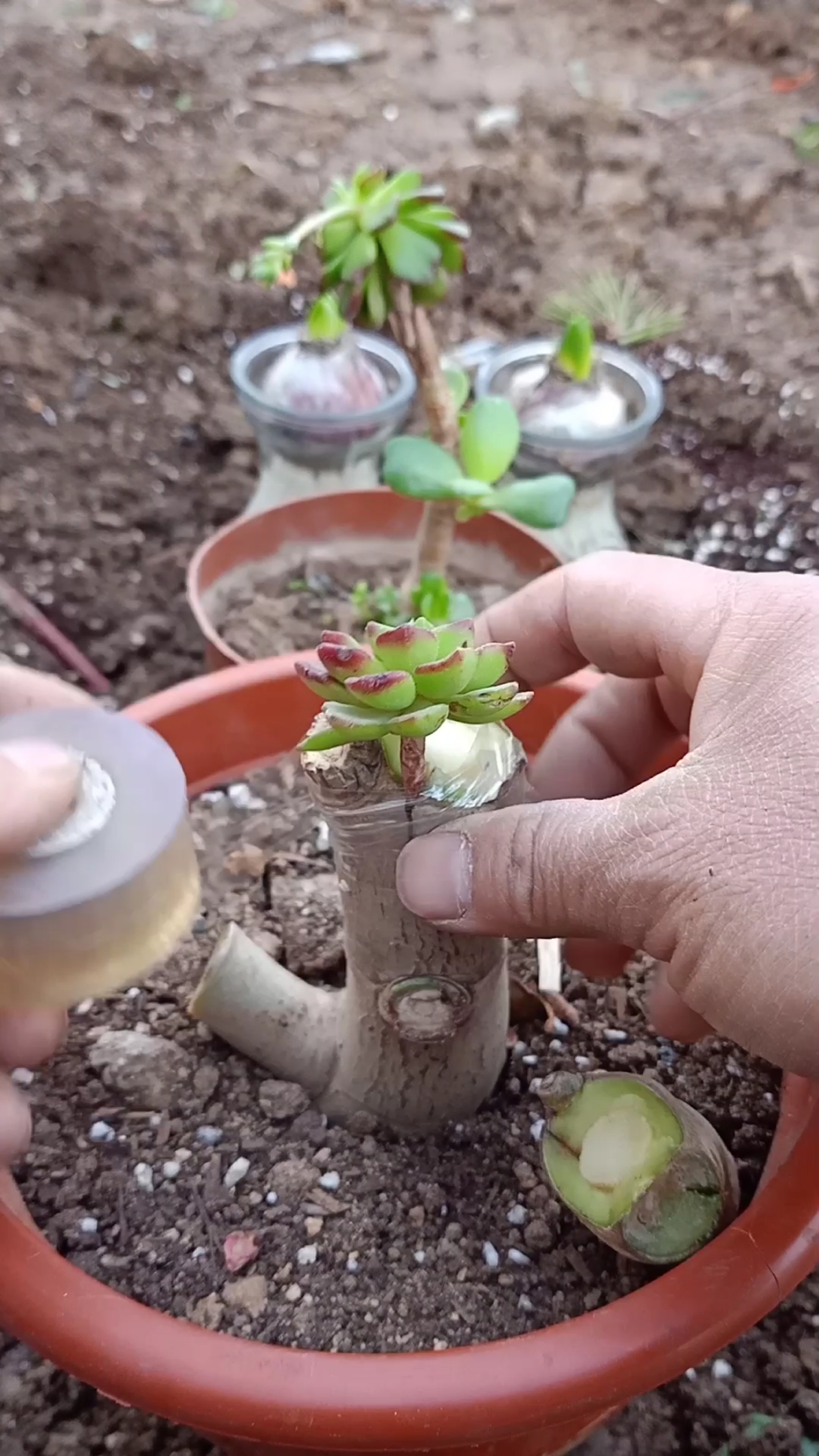 嫁接技术#玉树嫁接多肉技术,世界第一技术