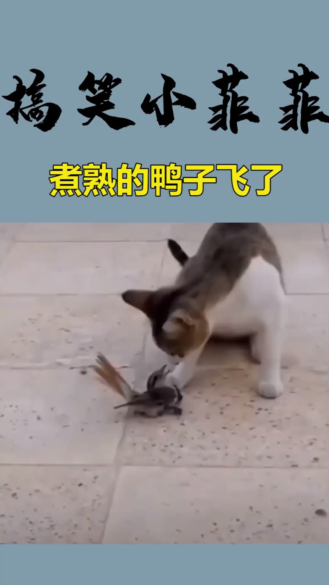 我家萌宠成精了#猫咪大意失荆州,到嘴的鸭子飞了