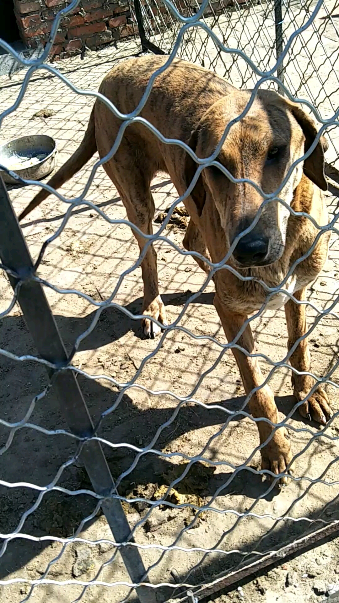 蒙古细犬产地图片