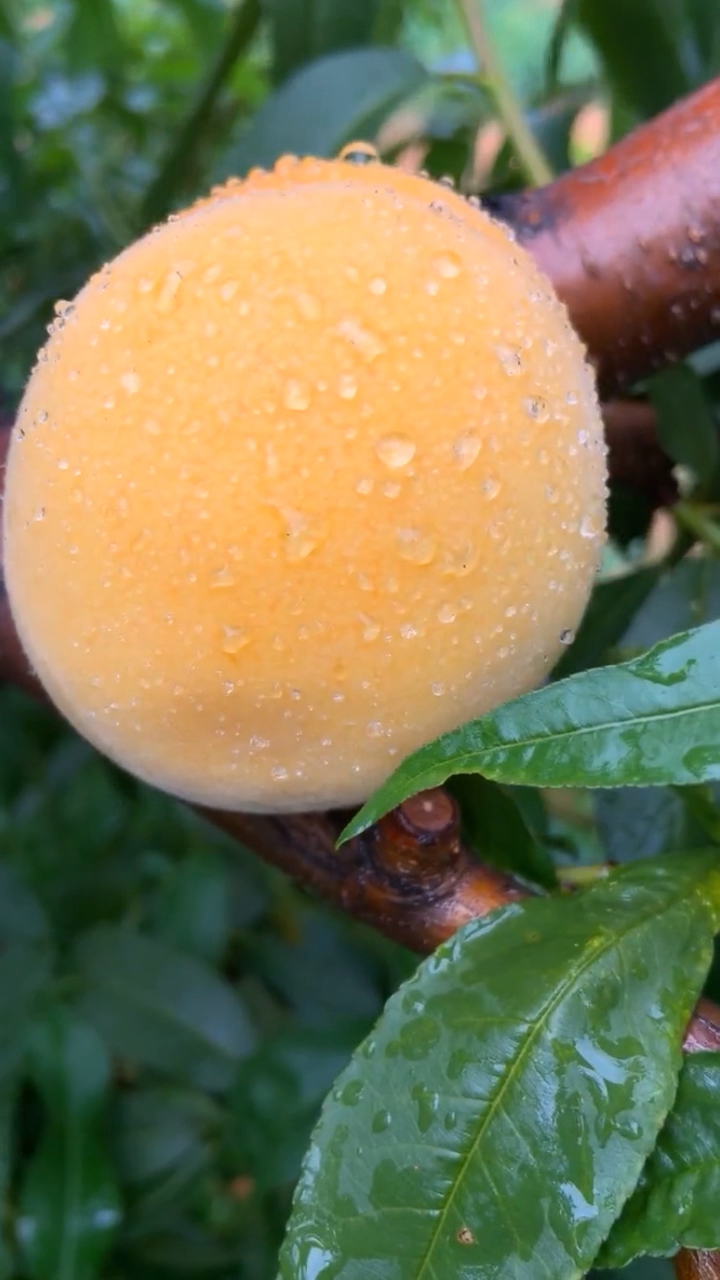 大山黄桃,好山好水出好果