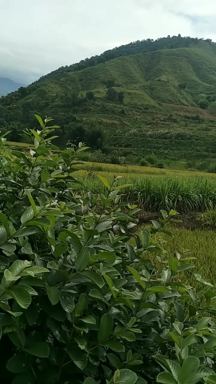 四川攀枝花米易县山咔咔