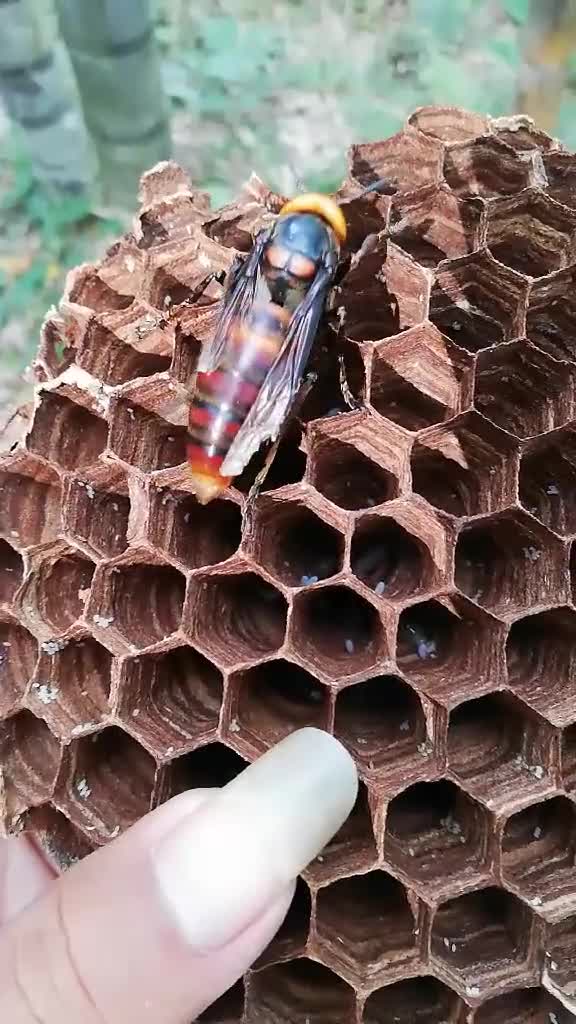 金环蜂王!一窝蜂的统帅!