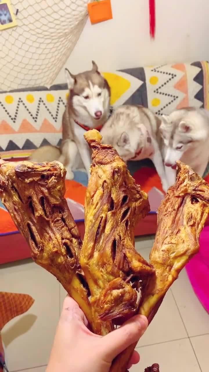 哈士奇 萌宠 二哈 烤羊腿安排上了