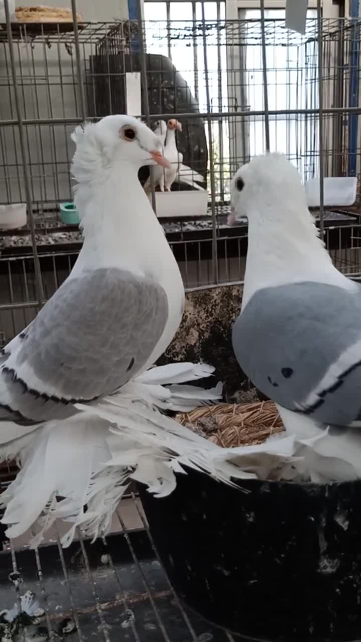 前顶后翻蓝彩贝!喜欢鸽子可以关注我哦