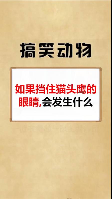 搞笑萌宠#猫头鹰:让我康康有什么嘛!-度小视