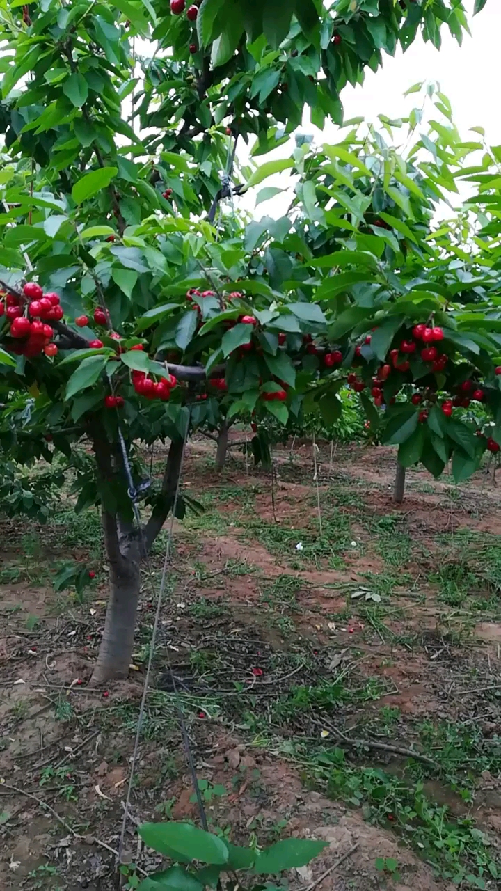 樱桃采摘园