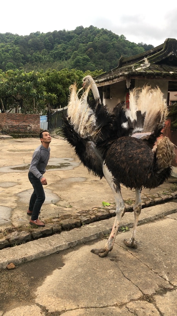 个头悬殊太大,你还敢惹它,站在旁边替你担心.