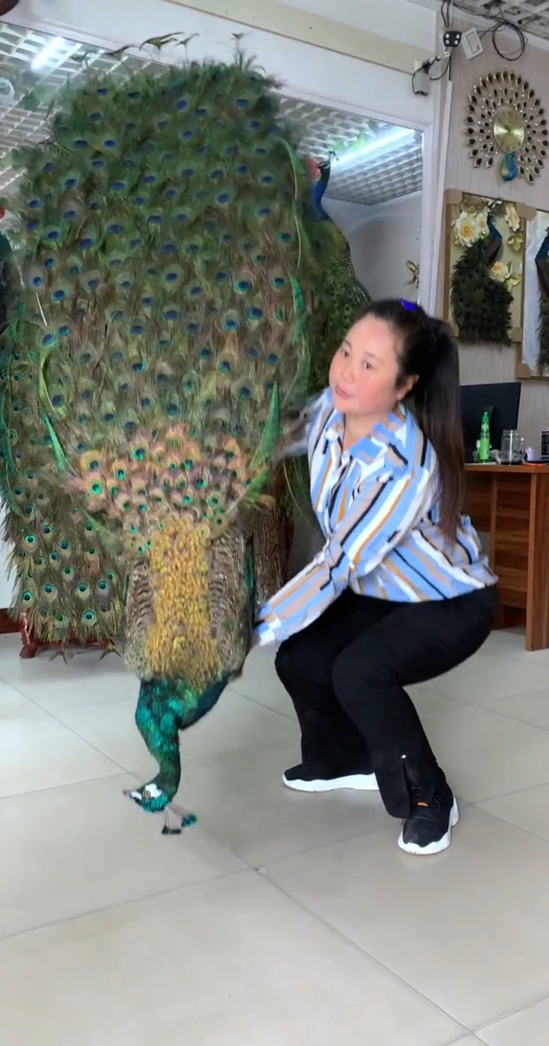 美女今天要把孔雀带回家  就怕老公不同意  哎