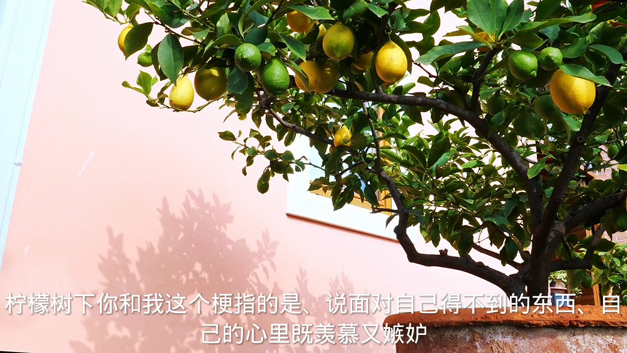 柠檬树下你和我什么梗?