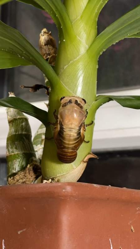 实拍金蝉脱壳全过程,网友:第一次见到这么魅力的蜕变!-度小视