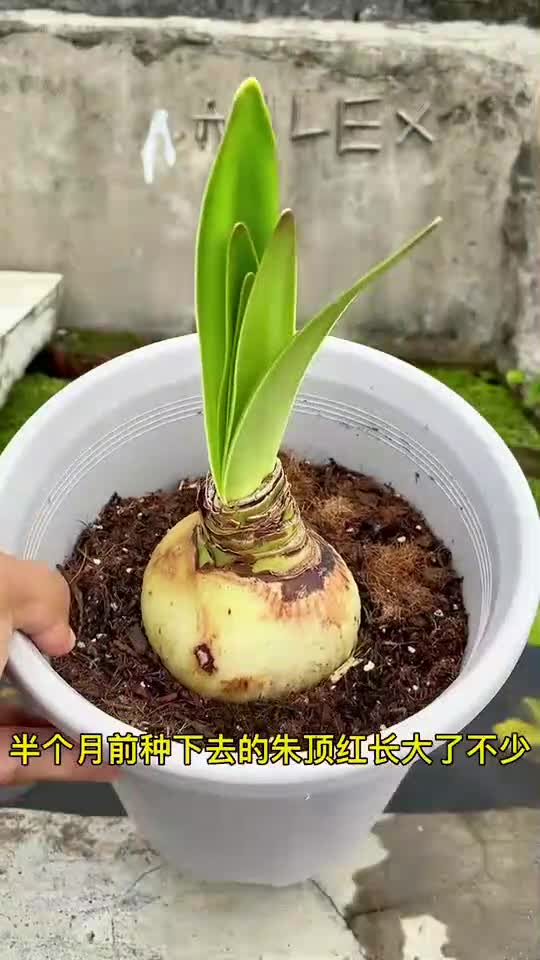 种朱顶红深埋长球,浅埋开花