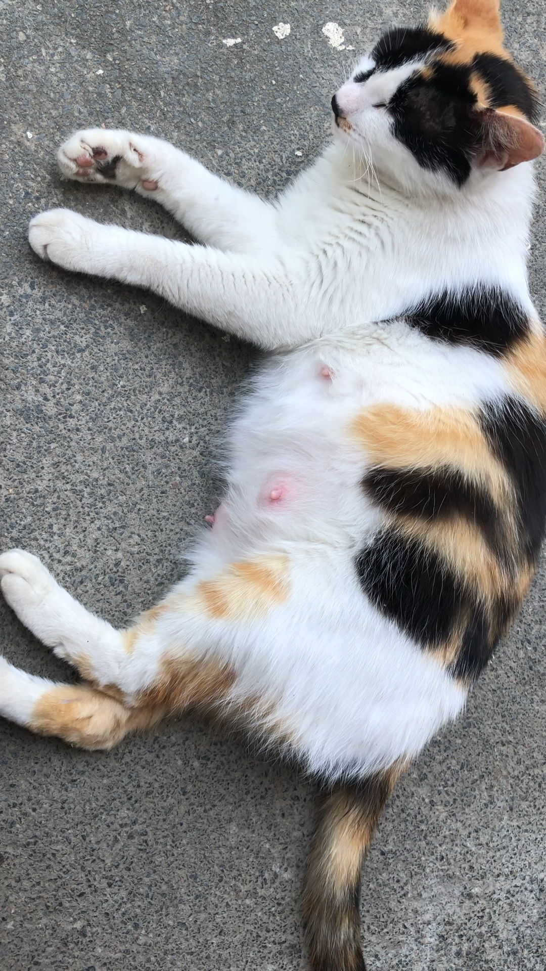 怀孕的中华田园猫三花猫,感觉这种猫已经很少看到了