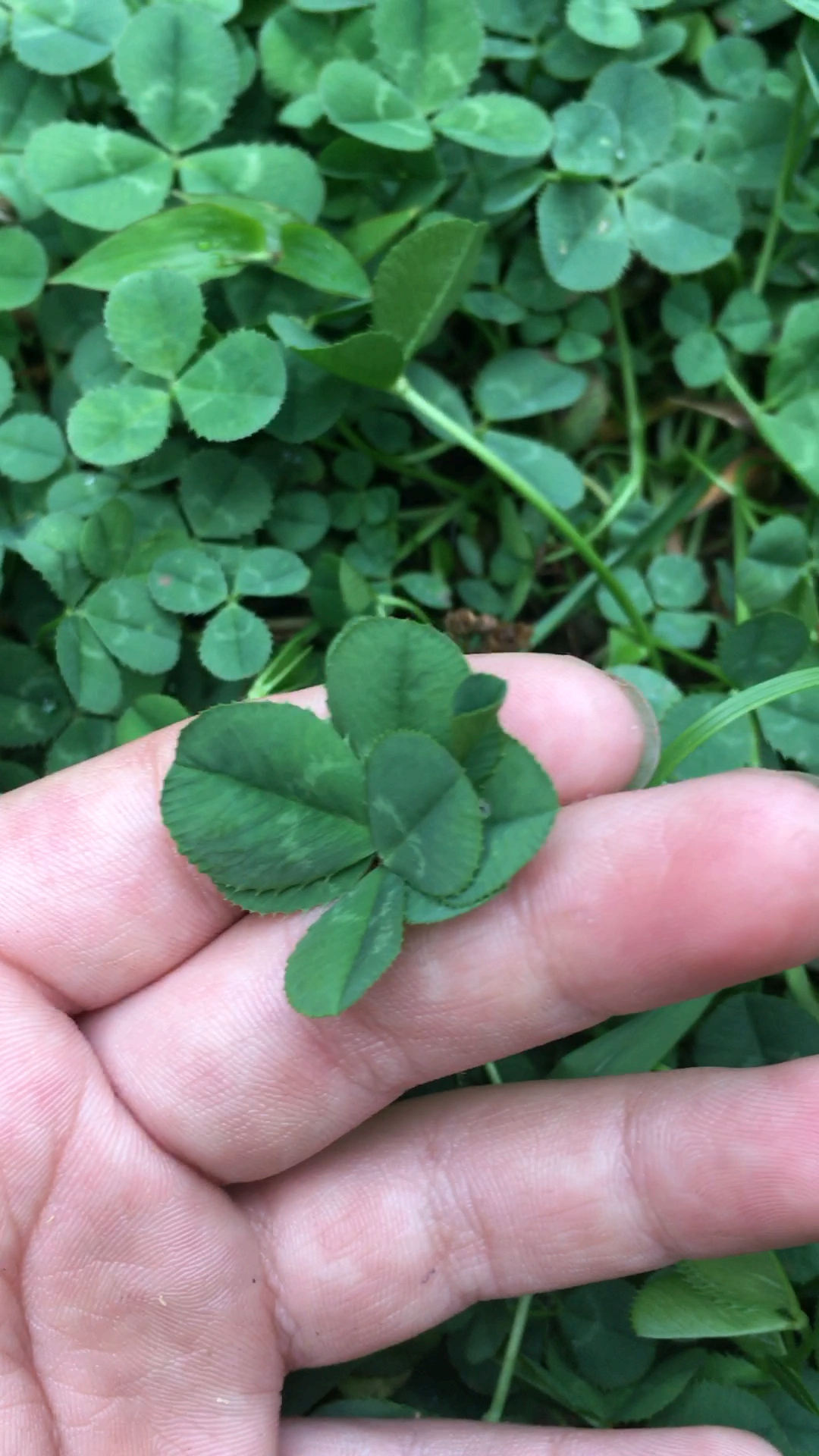 大暑#传说四叶草是幸运草,那五六七八叶草呢?