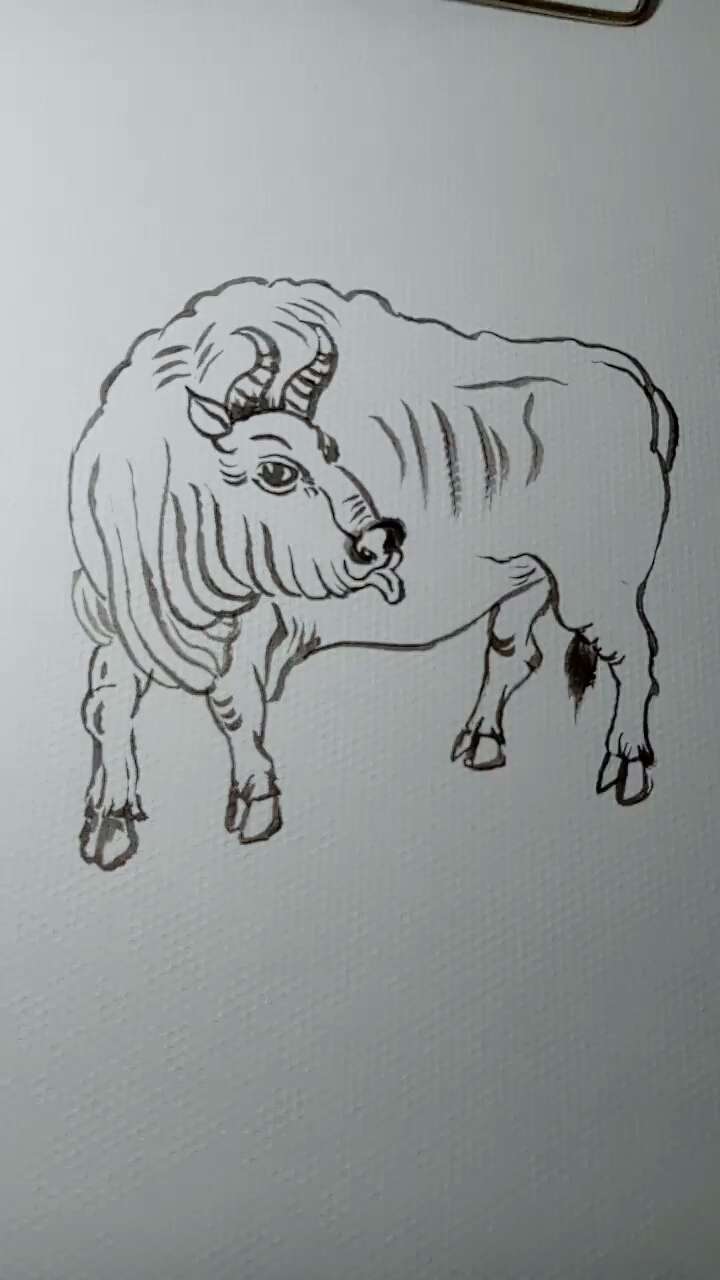 高手在民间#教你简单画牛过程