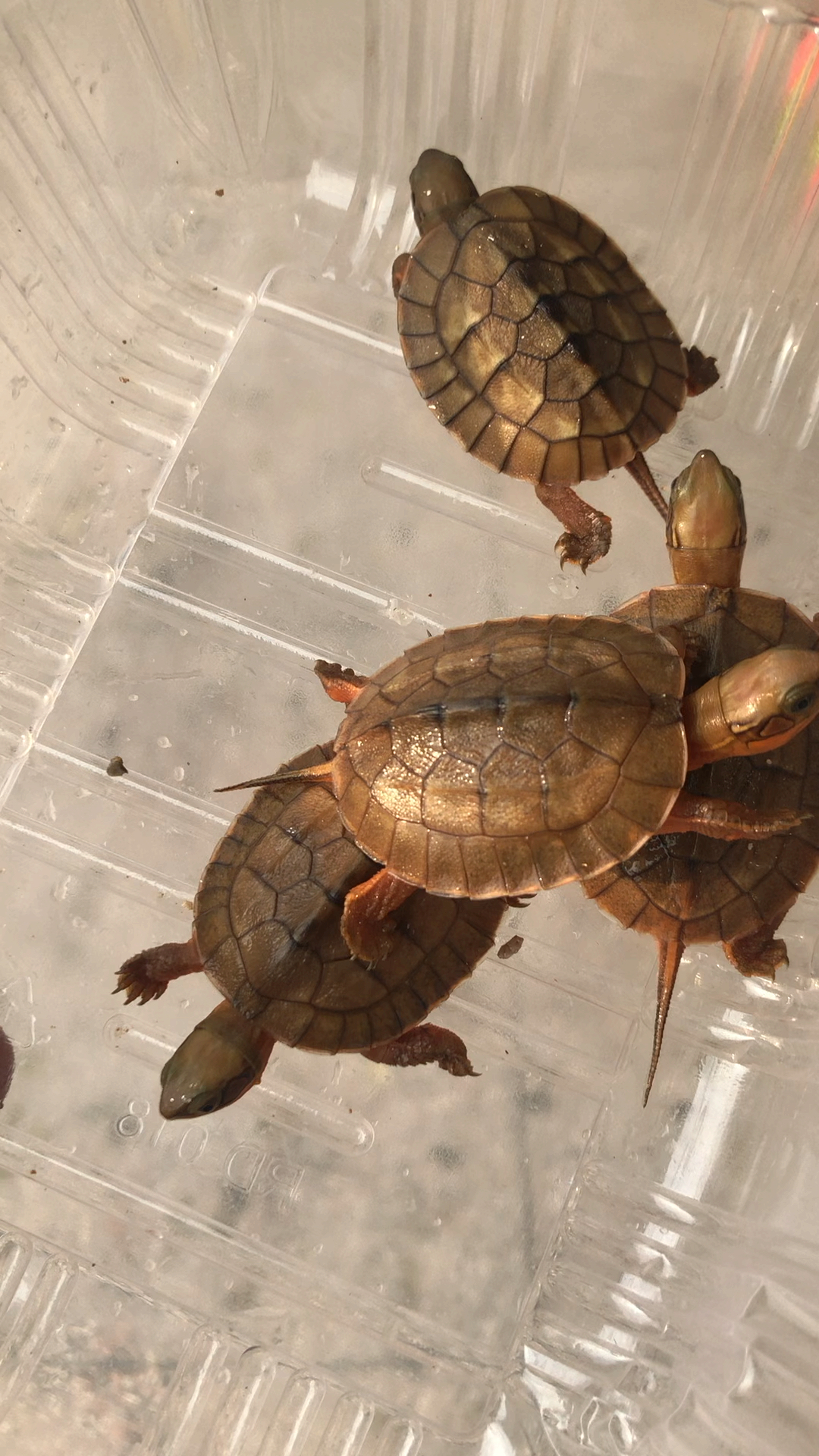 金钱龟苗,风水龟,镇宅增运