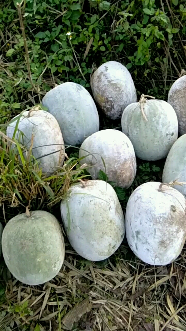 本地冬瓜