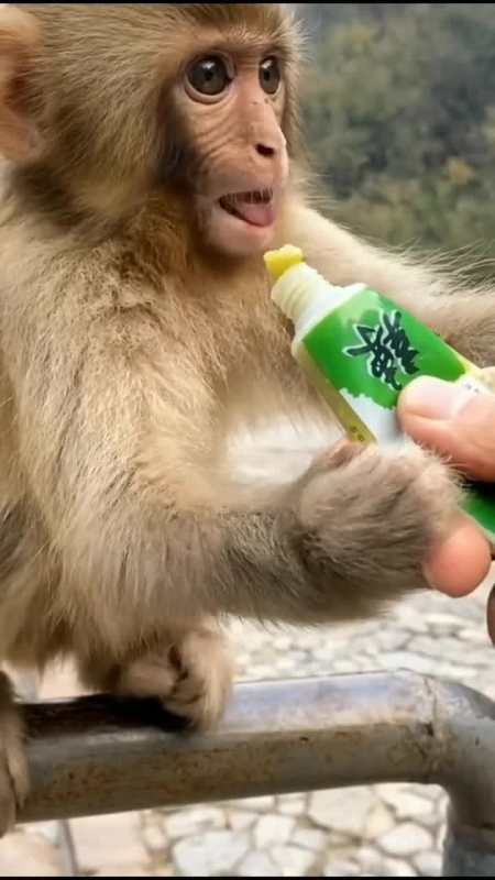 对所有事情都感到新颖,吃芥末的猴子,你们猜后面会怎样