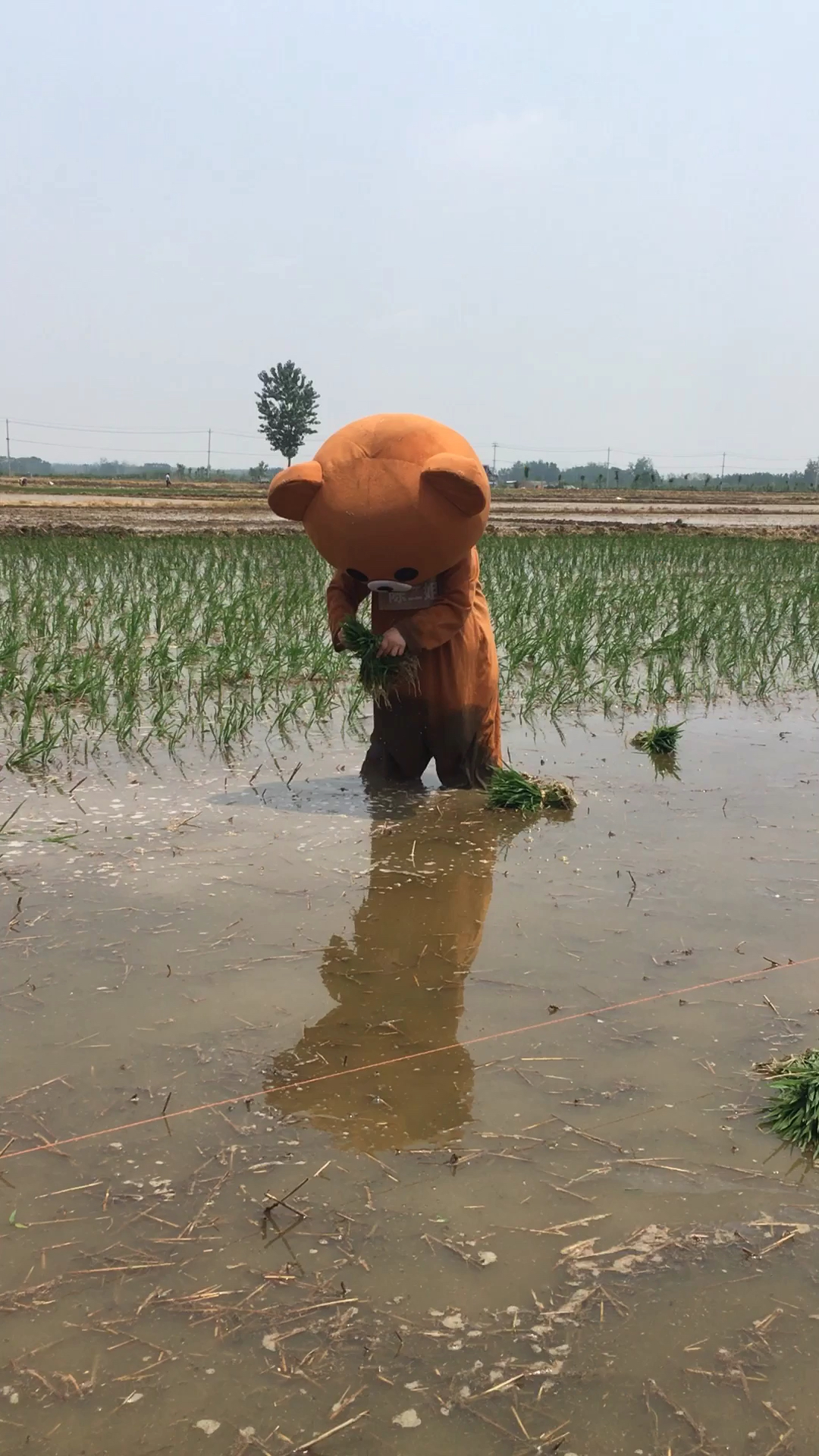 你工作的样子真美#小熊帮家里插秧,好搞笑.