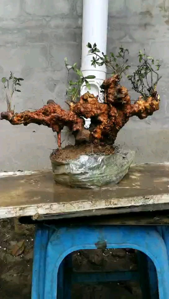 映山红精品怪桩