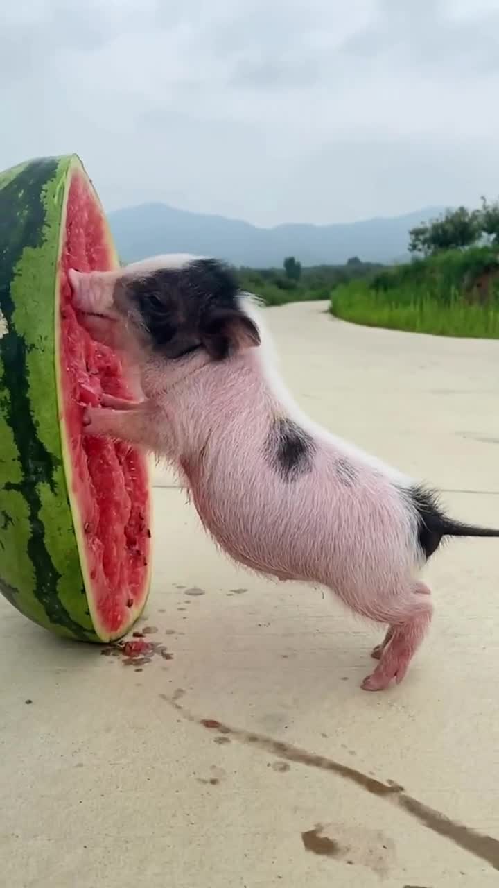 小猪最爱吃西瓜了