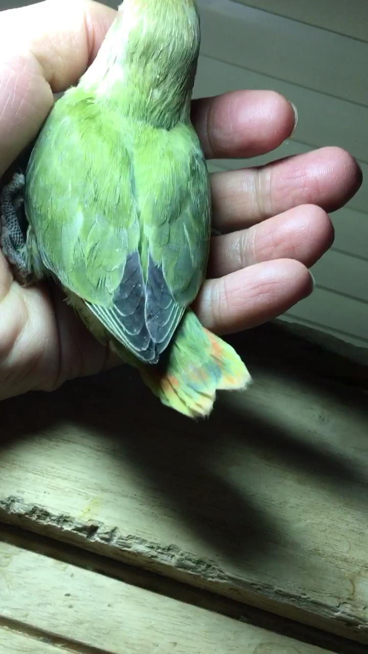 神宠来袭#金头绿闪30天雏鸟