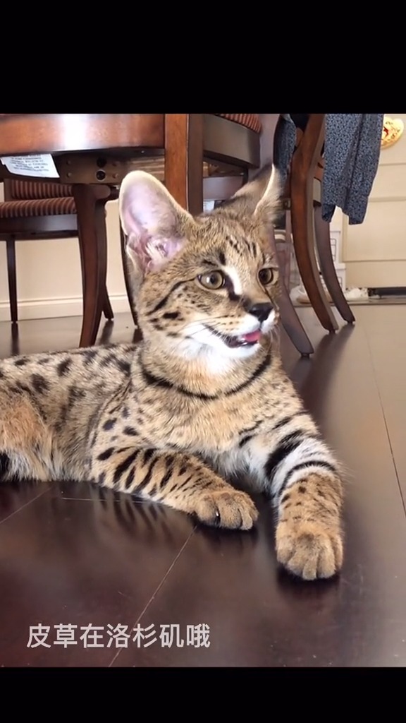 猜猫年龄皮草这么看有点憨.