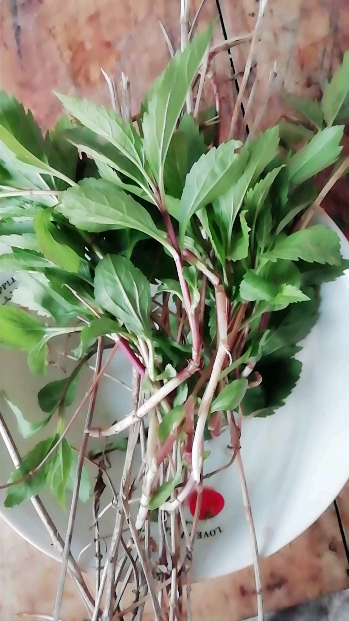 伤心草一,清明节老一辈人用来煮鸡蛋你们哪里呢