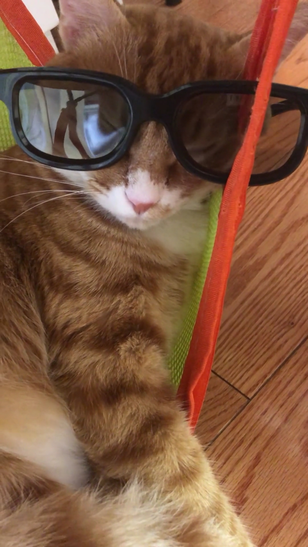 橘猫奶黄包带起墨镜贼像老大