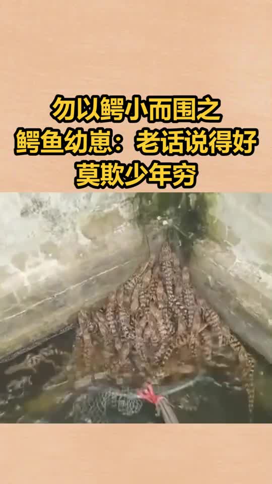 勿以鳄小而围之,鳄鱼幼崽老话说得好,莫欺少年穷