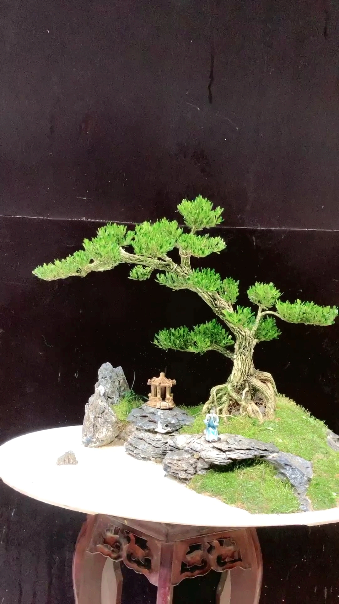 水旱雀舌黄杨