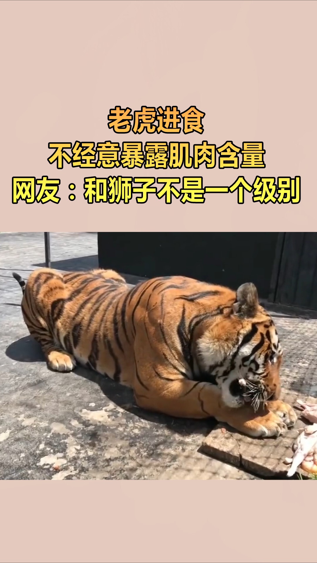 老虎全身肌肉占比图片