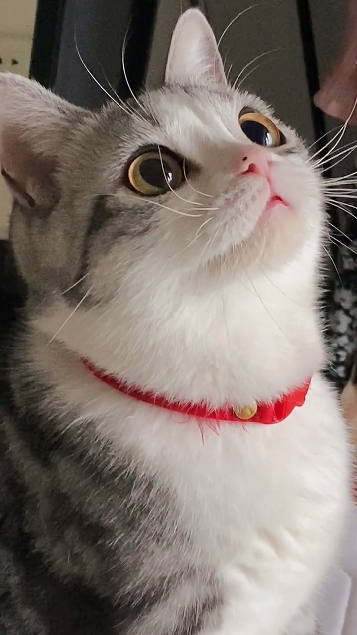 我家萌宠成精了#你们别乱说了 我这是美人(喵)痣 不是媒婆痣!