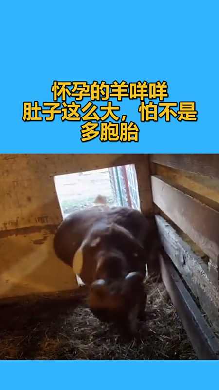 我要上热门#怀孕的羊咩咩,肚子这么大,怕不是多胞胎