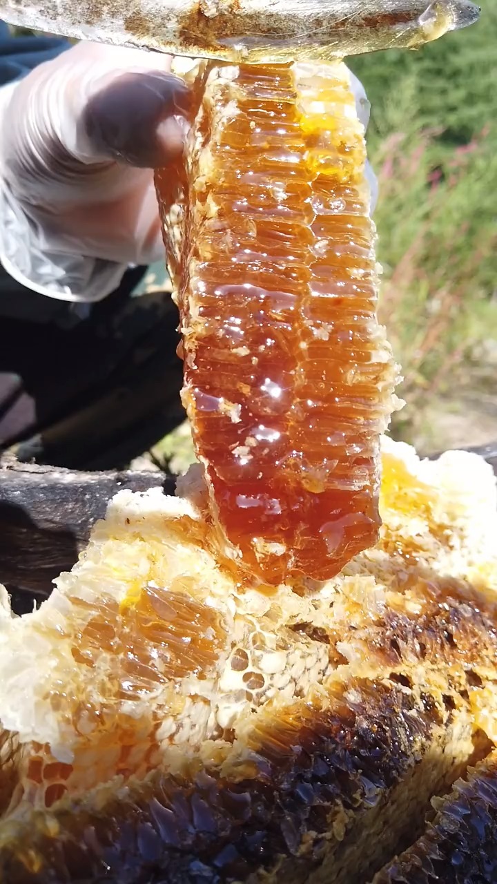 秦岭土蜂蜜##土蜂蜜 #纯天然蜂蜜 #蜜蜂 #蜂蜜 #野生蜂蜜
