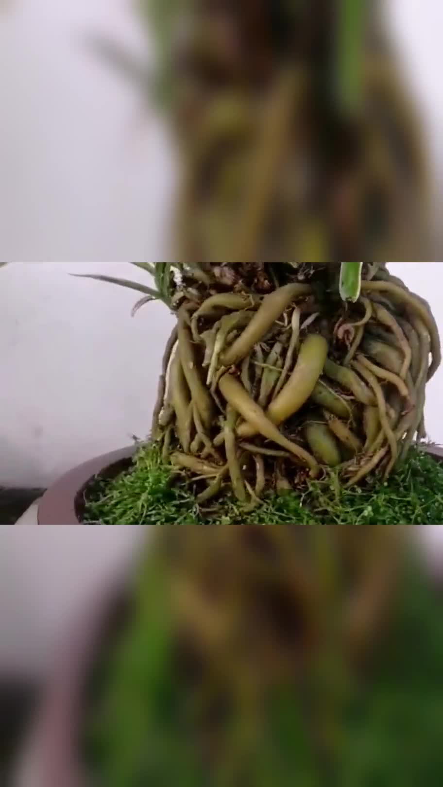 九年金边吊兰老根盆景,曾有人出二十万要买下,但被我果断拒绝了!