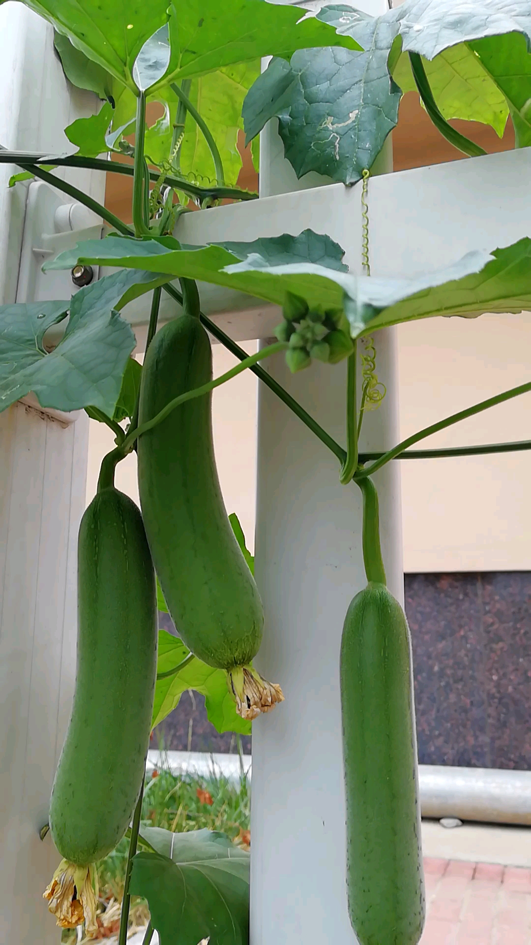 一棵丝瓜太厉害了厉害.