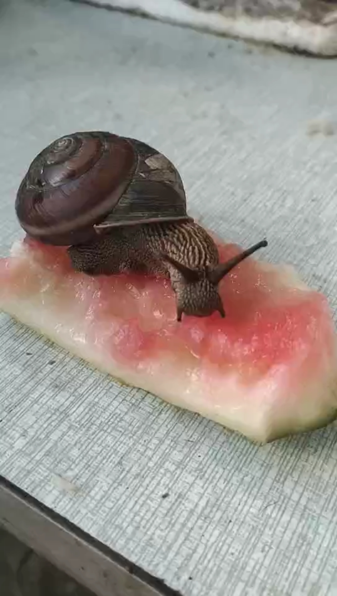 立秋#小蜗牛也喜欢吃西瓜