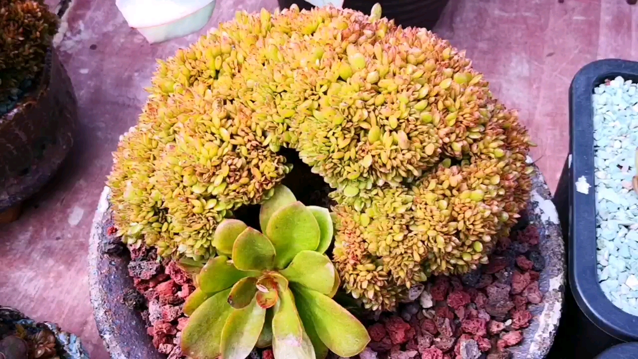 多肉#美美的糖果缀化来了,看起来很像一只可爱的小乌龟!