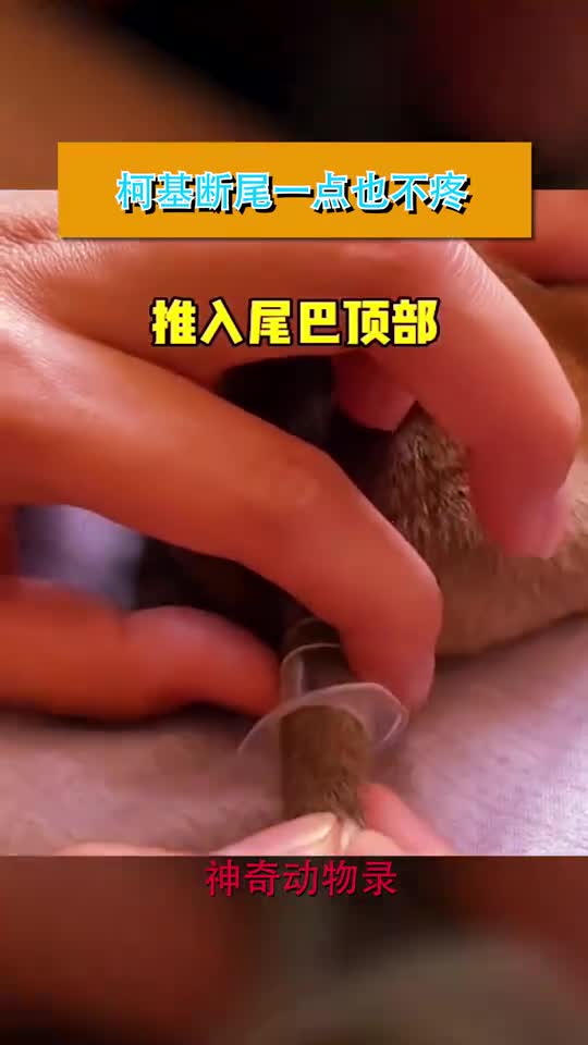 柯基断尾一点也不疼,疼痛神经还没发育完成!
