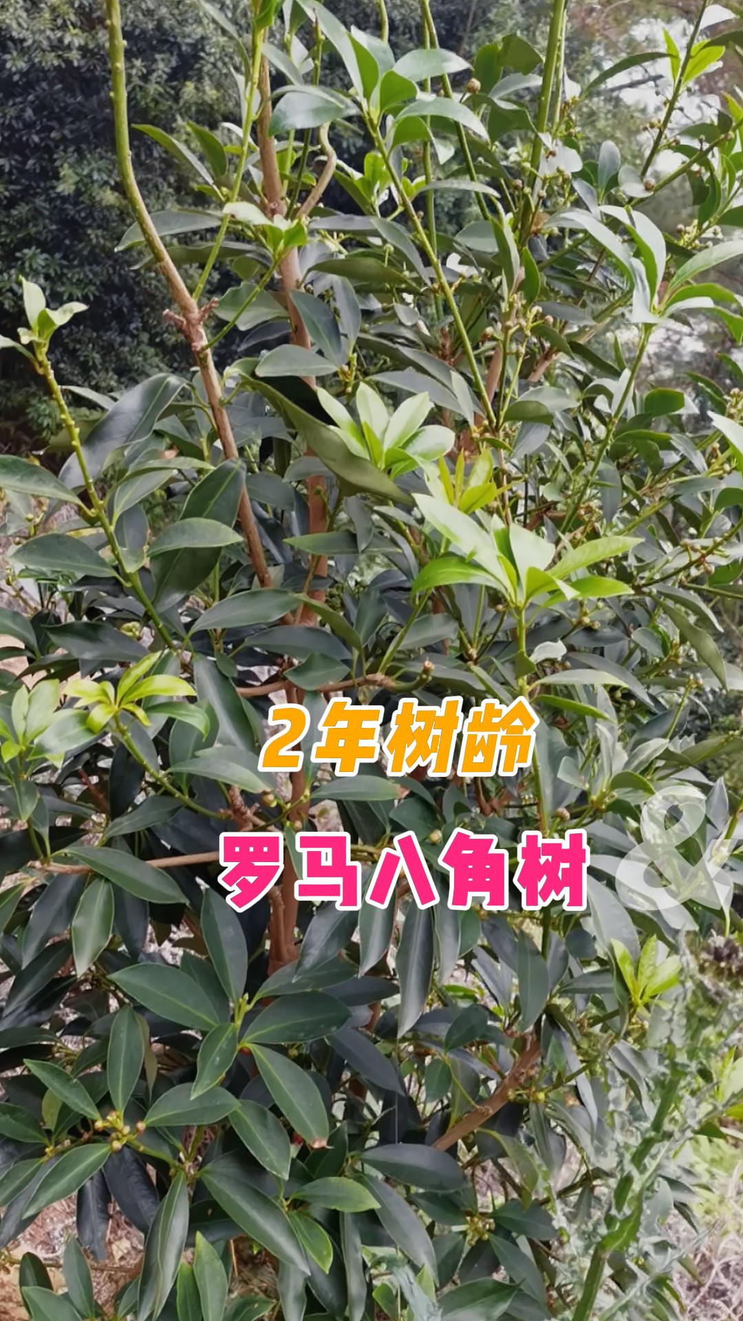 八角嫁接两年树龄的罗马八角树