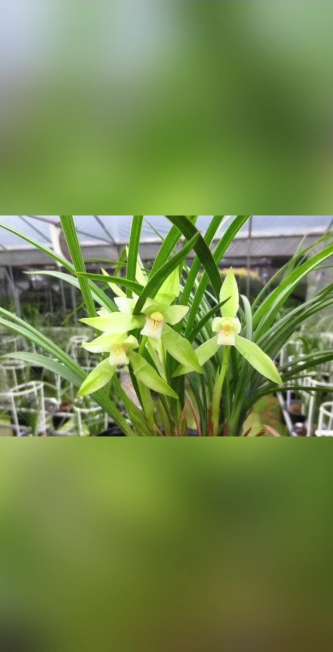 慈恩素春兰素心带花苞