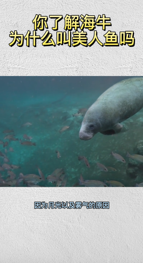 你瞭解海牛為什麼叫美人魚嗎