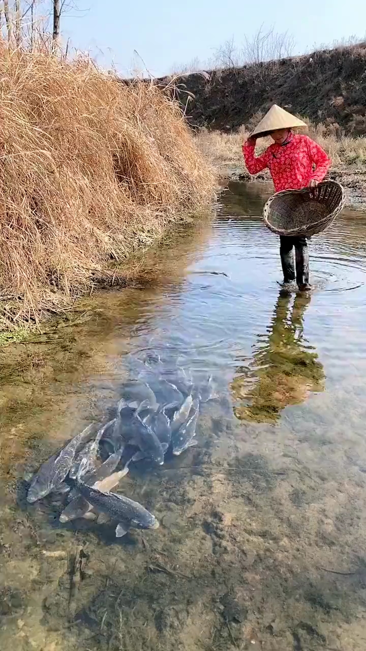 村裡的大媽去河裡捉魚,這些魚也太乖了吧,真是活久見!